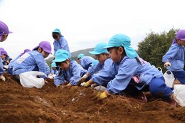 お芋堀り　さくら組・ばら組