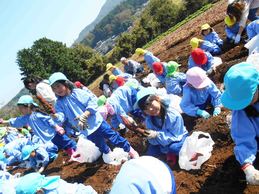 お芋堀り　[さくら組]