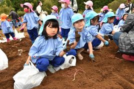 さつまいも堀り　[さくら組・ばら組]