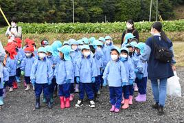 おいもほり　[年長組]