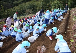 さつまいも堀り