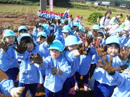 さくら組　お芋堀り